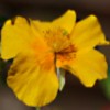 Helianthemum Baby Buttercup - Abricahan Nurseries